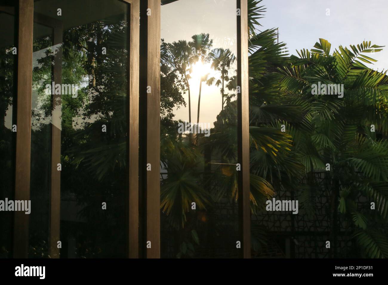Plant sunlight window toward hi-res stock photography and images - Alamy