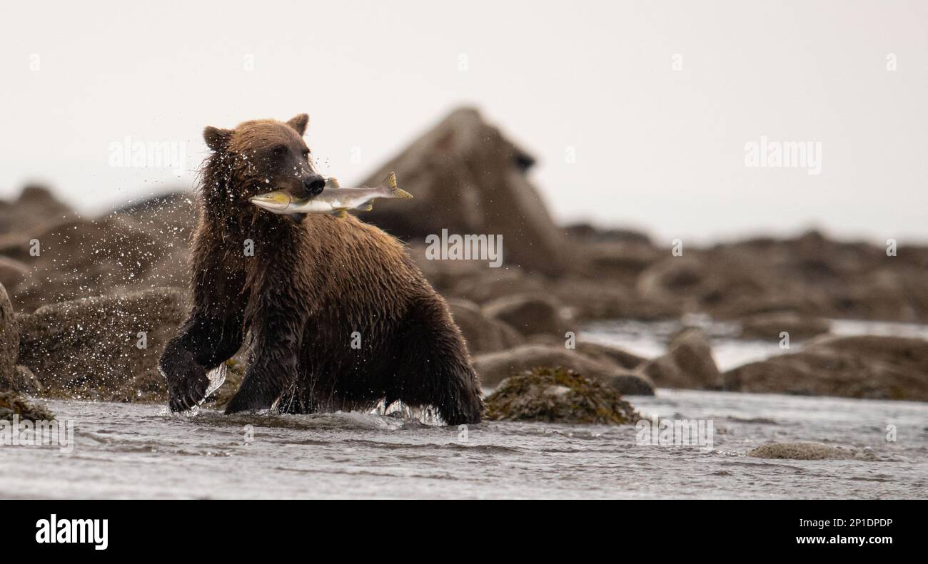 A bear with the salmon in its mouth running from other bears and protecting its meal.  Watchful of the other bears in the area that might steal it. Stock Photo