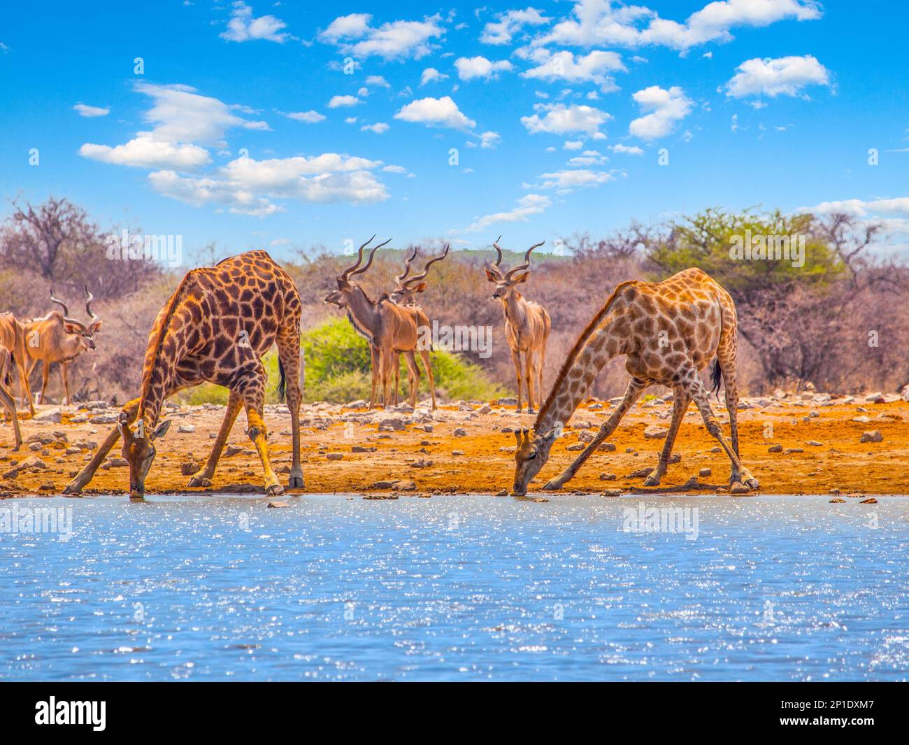 Two giraffes drinking water from waterhole. With bent long neck and outstretched legs. Dry savanna of Etosha National Park, Namibia Stock Photo