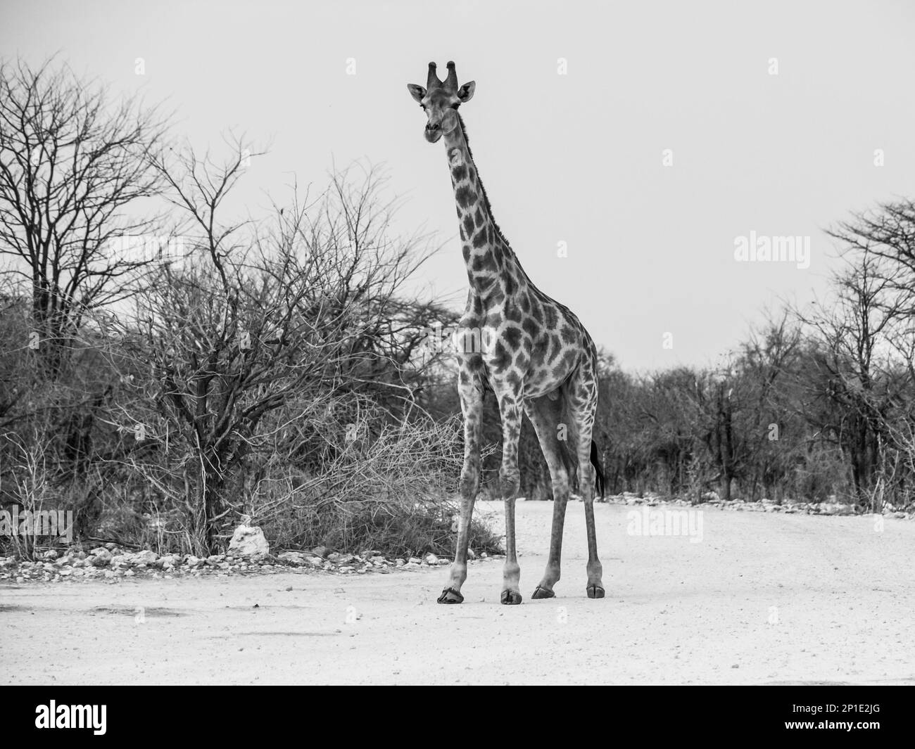 Young giraffe standing on the dusty road, Etosha National Park, Namibia. Black and white image. Stock Photo