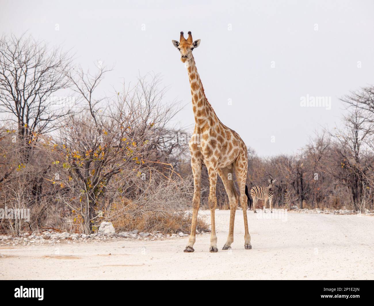 Young giraffe standing on the dusty road, Etosha National Park, Namibia, Africa. Stock Photo