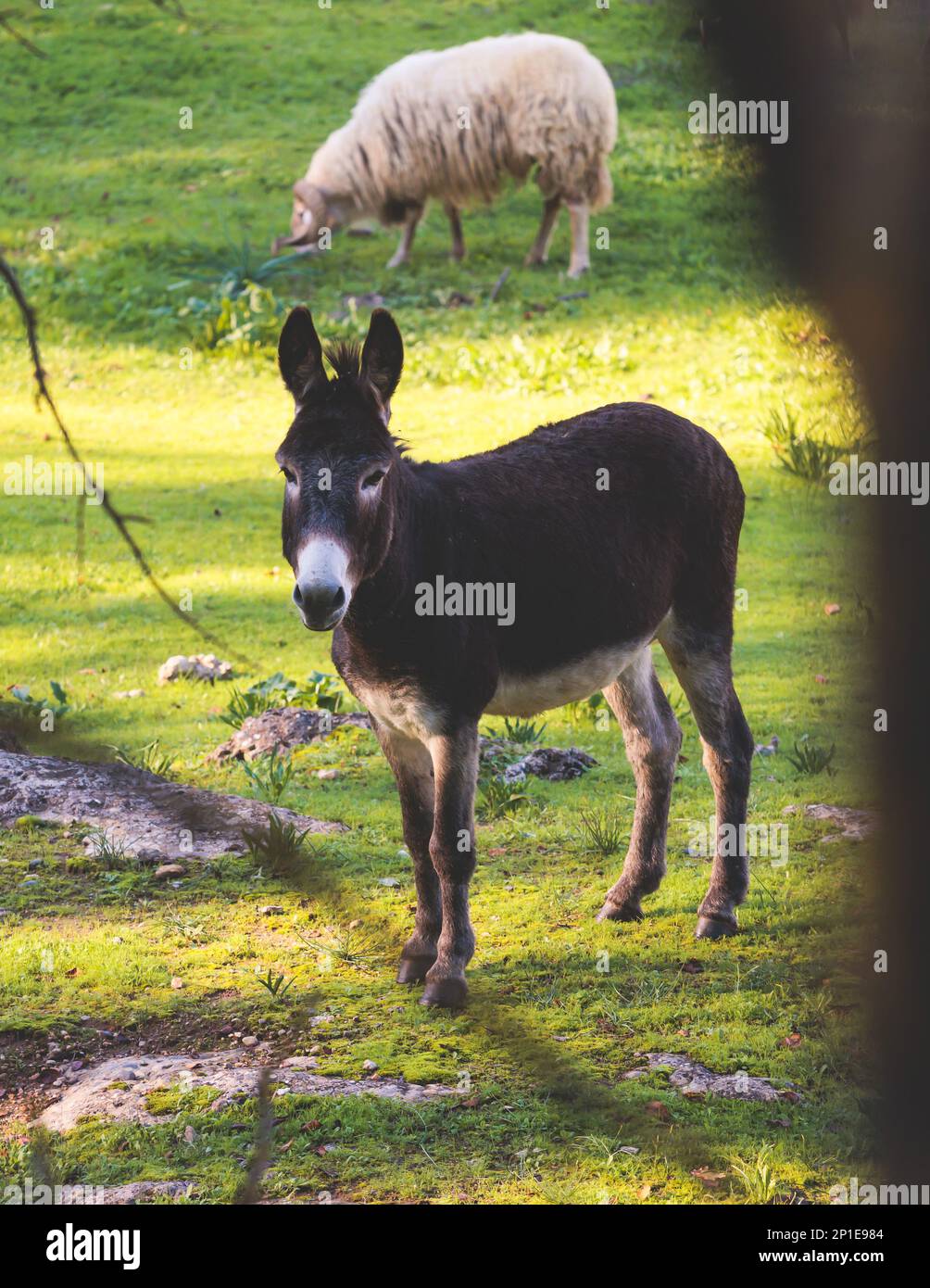 Portrait Of A Donkey On A Farm, A Herd Drove Group Of Beautiful Adult