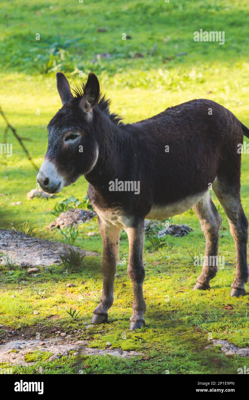 Portrait of a Donkey on a farm, a herd drove group of beautiful adult