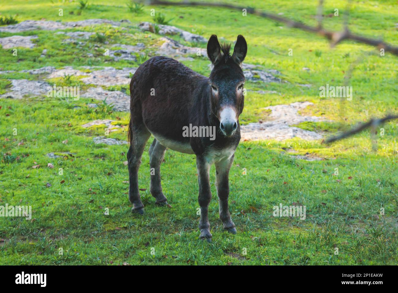 Portrait of a Donkey on a farm, a herd drove group of beautiful adult