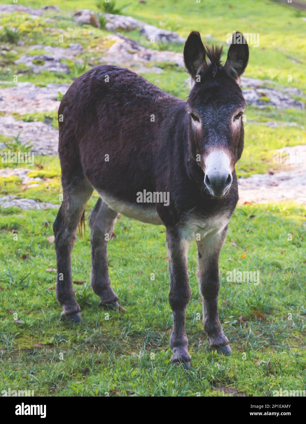 Portrait of a Donkey on a farm, a herd drove group of beautiful adult