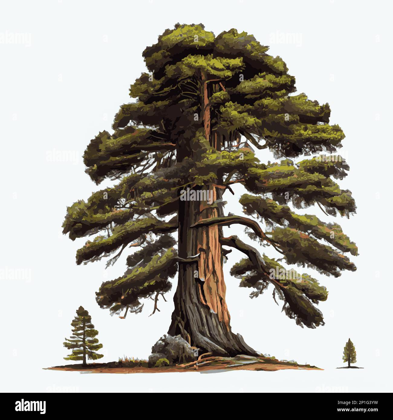 Realistic green tallest tree in the world sequoia on a white background