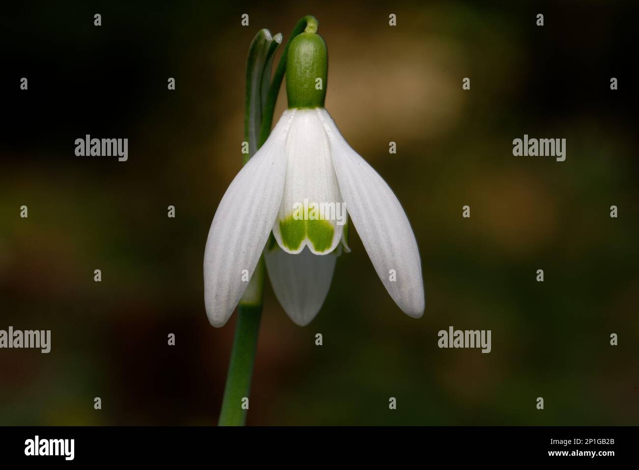 Galanthus nivalis close up of single snowdrop against blurred background Stock Photo