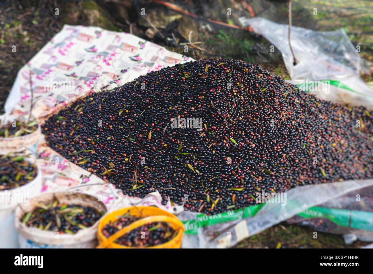 Process of harvesting collecting olives, pile bunch of fresh harvested