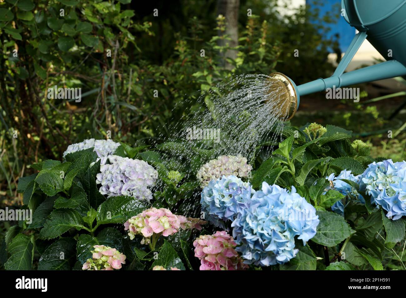 Watering beautiful blooming hortensia plants in garden Stock Photo