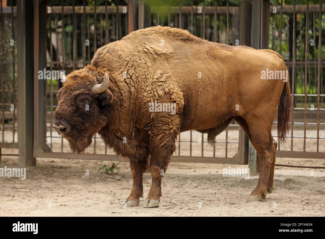 American bison in zoo enclosure. Wild animal Stock Photo