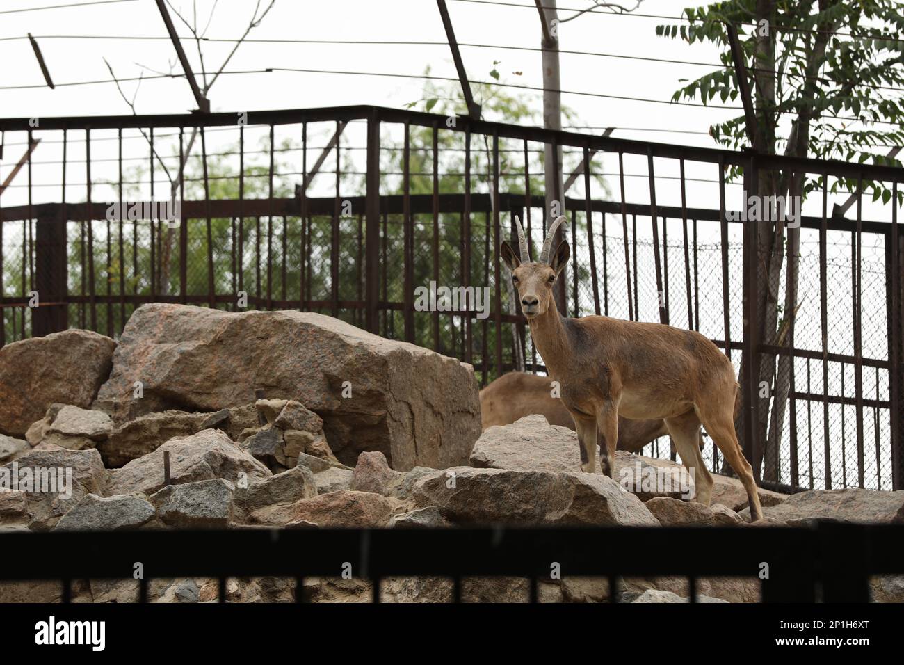 Beautiful ibex in zoo enclosure. Wild animal Stock Photo