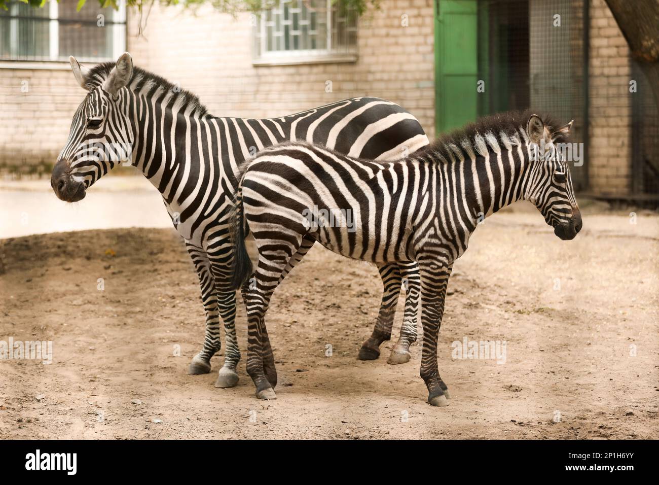 Zoo zebras hi-res stock photography and images - Page 8 - Alamy