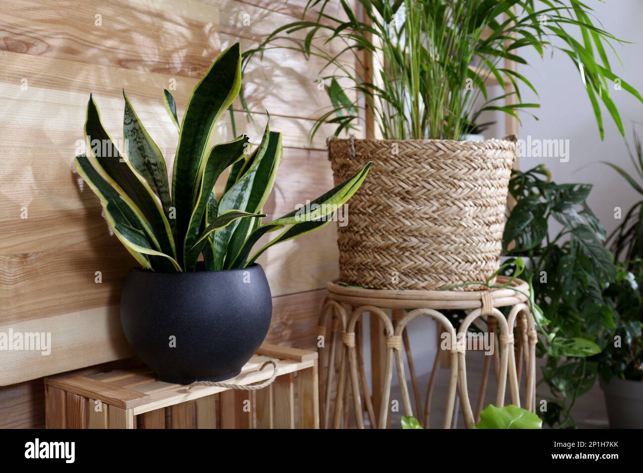 Beautiful potted plants in room. Interior design Stock Photo - Alamy