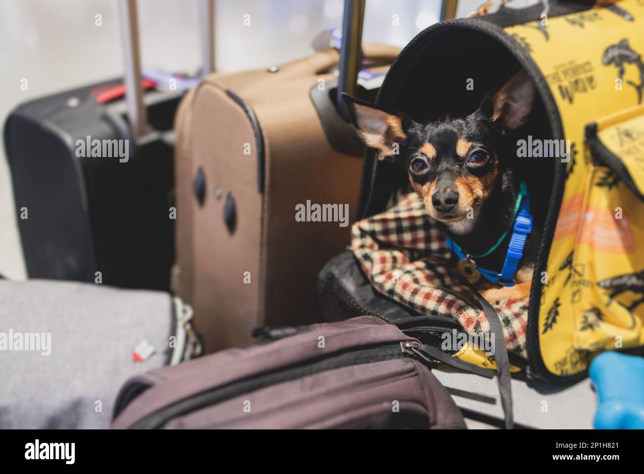 Dog in the airport hall before the flight, near luggage suitcase baggage, concept of travelling