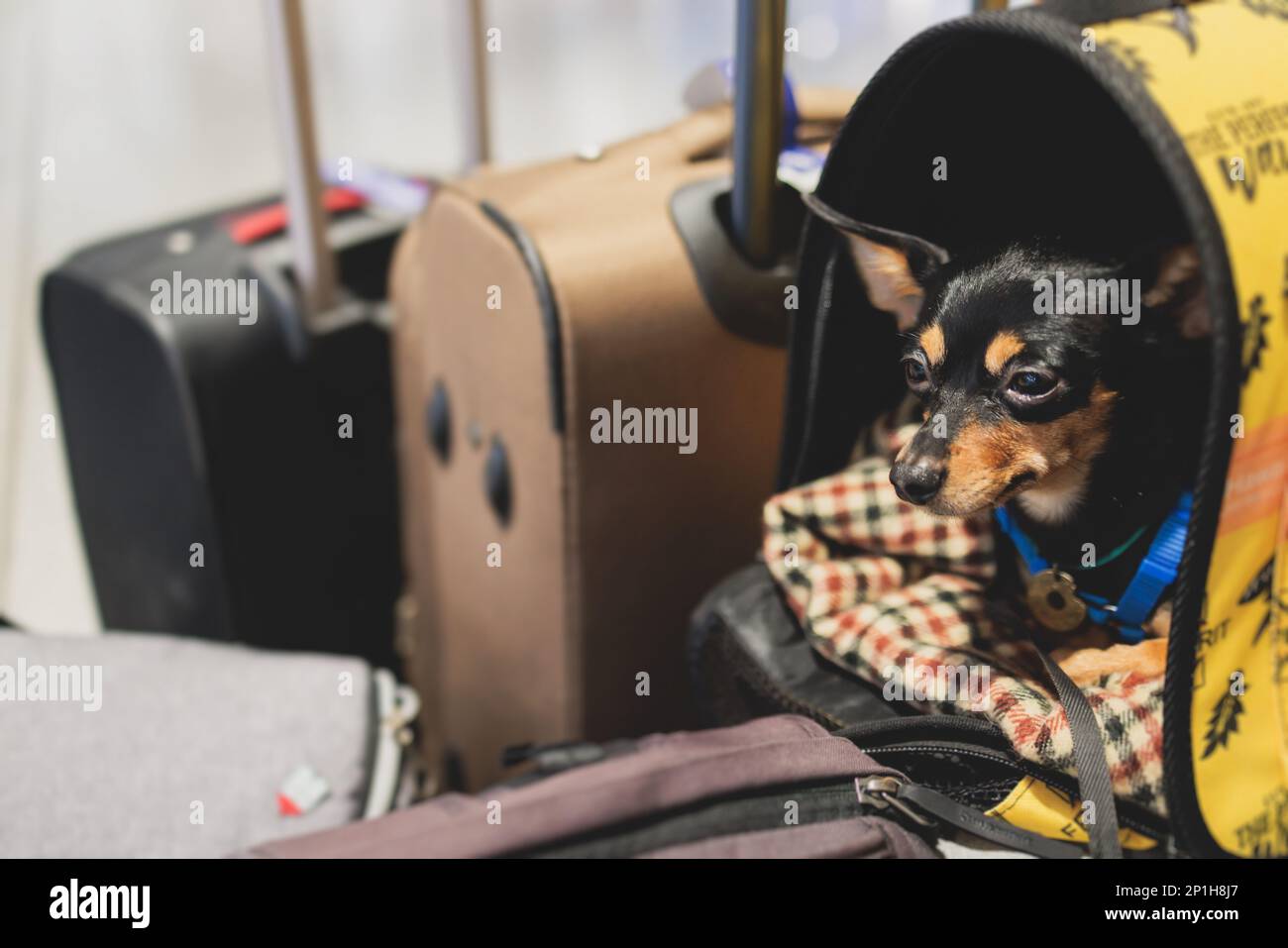 Dog in the airport hall before the flight, near luggage suitcase