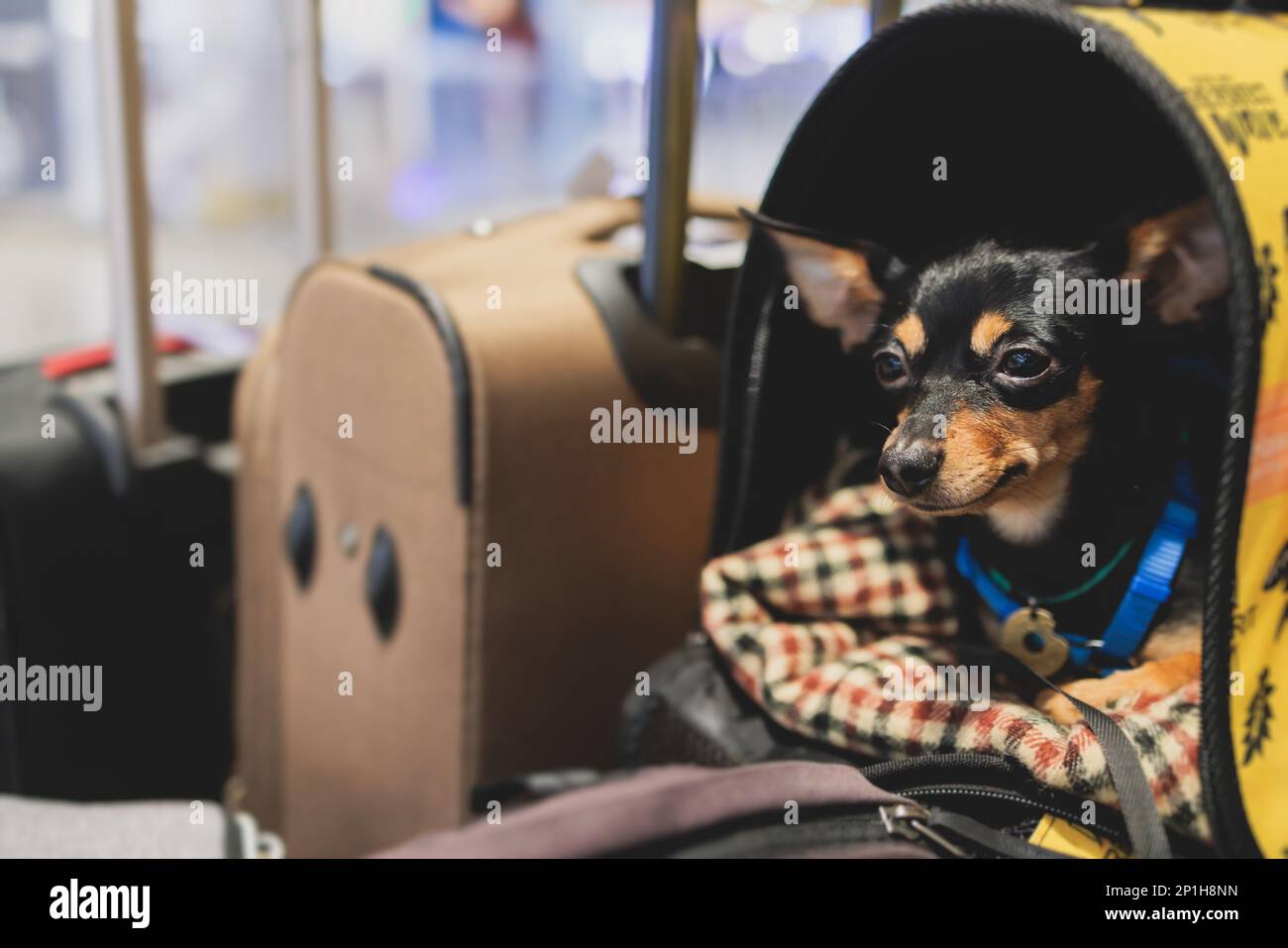 Dog in the airport hall before the flight, near luggage suitcase