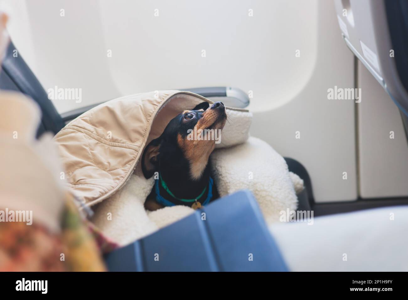 Dog in the aircraft cabin near the window during the flight, concept of