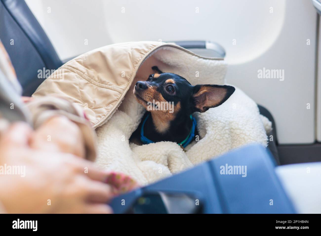 Dog in the aircraft cabin near the window during the flight, concept of ...