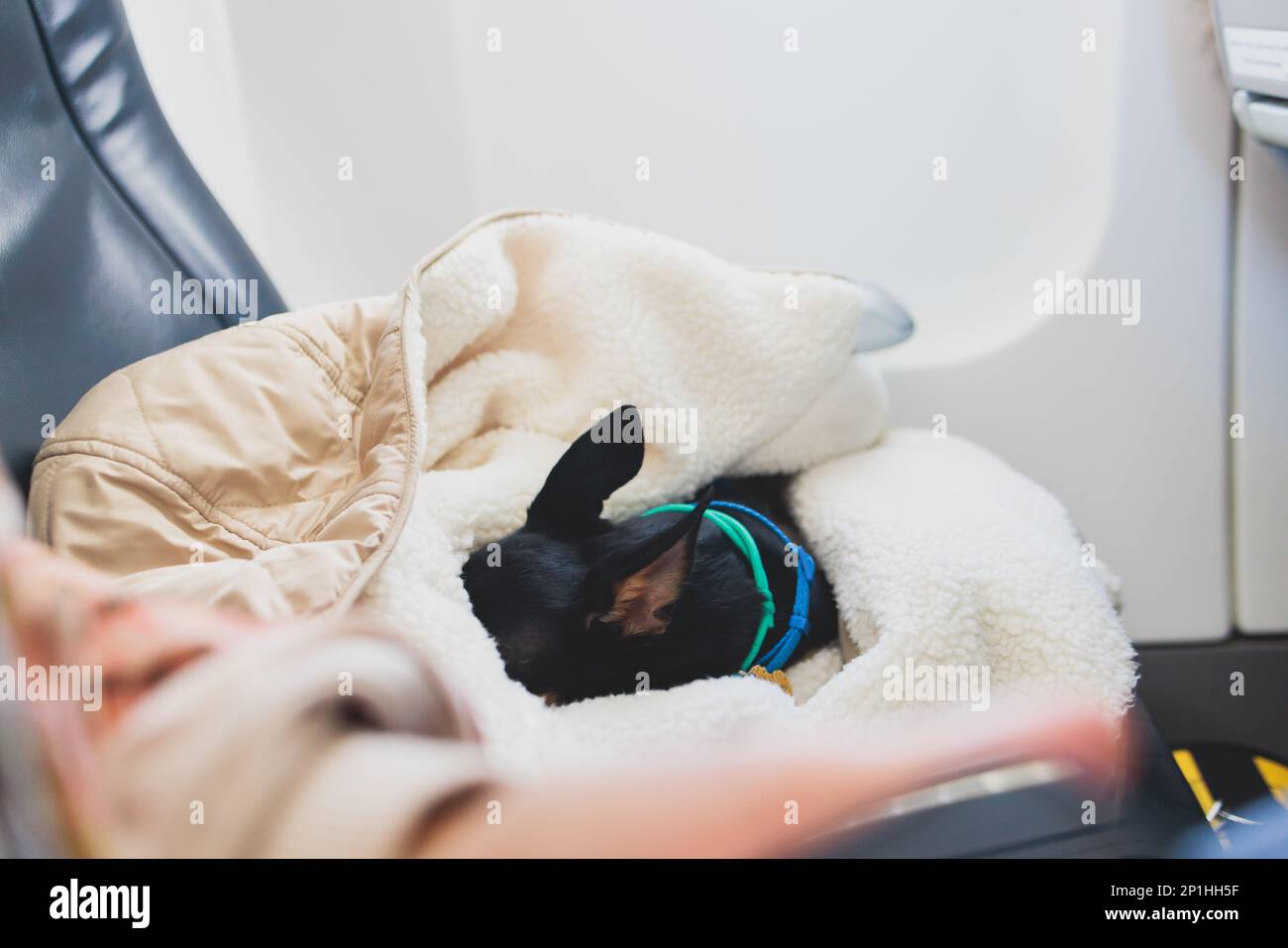 Dog in the aircraft cabin near the window during the flight, concept of