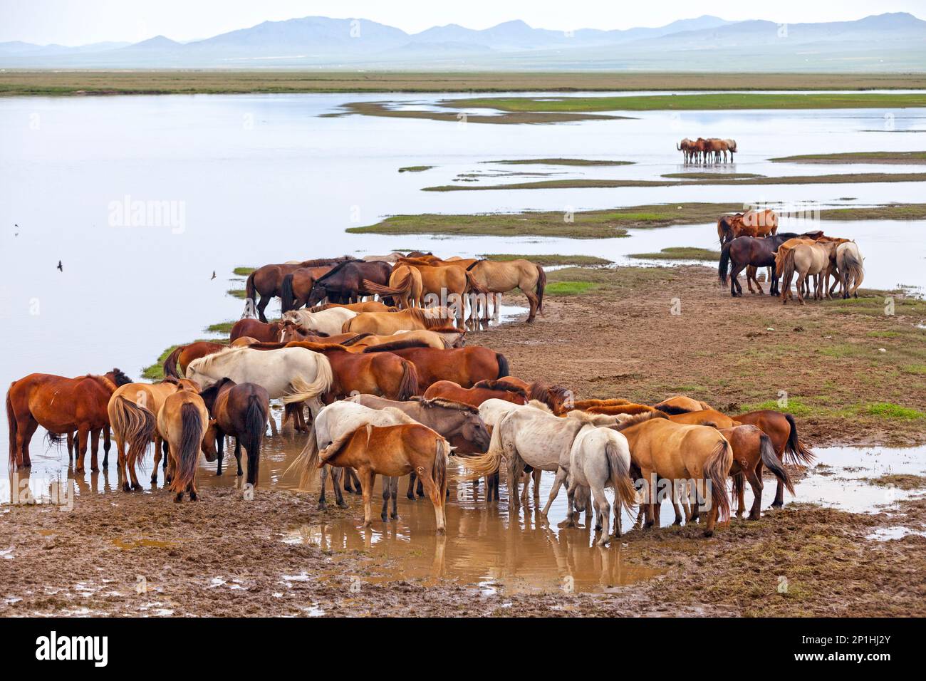 Herd of Mongolian horses roaming in the steppes near a lake Stock Photo ...