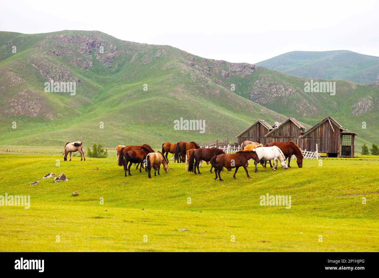 Herd of Mongolian horses in the Orkhlon Valley in Mongolia Stock Photo ...
