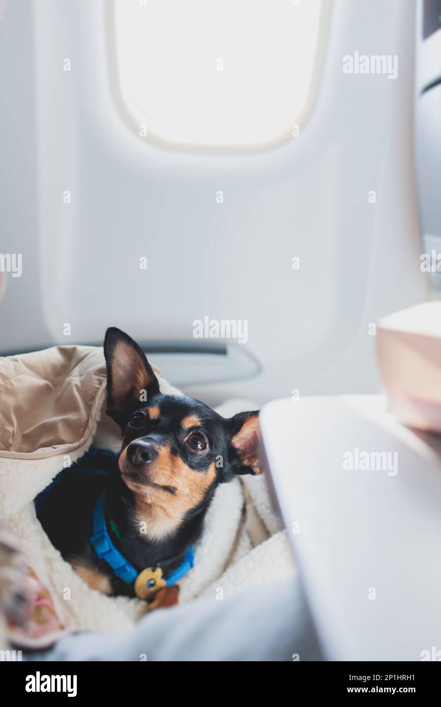 Dog in the aircraft cabin near the window during the flight, concept of ...