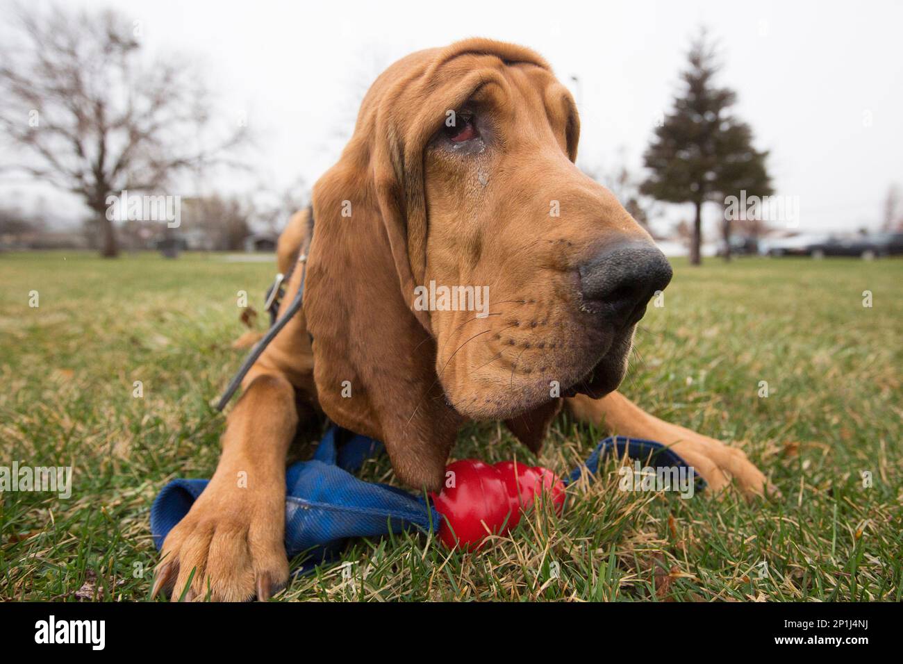 Woods Cross K9 Officer Corey Boyle plays with 9monthold Bloodhound