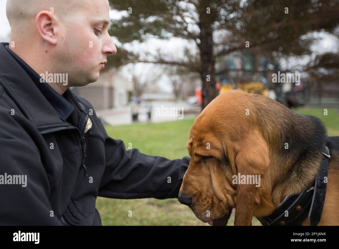 Woods Cross K9 Officer Corey Boyle plays with 9monthold Bloodhound