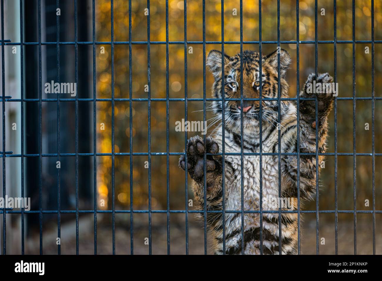 Sienna, a Bengal tiger cub, clings to her cage at Tanganyika Wildlife Park, Goddard, Kansas,Jan. 28, 2023. Tanganyika Wildlife Park is a wildlife park where guests can see and interact with exotic animals and endangered species. Stock Photo