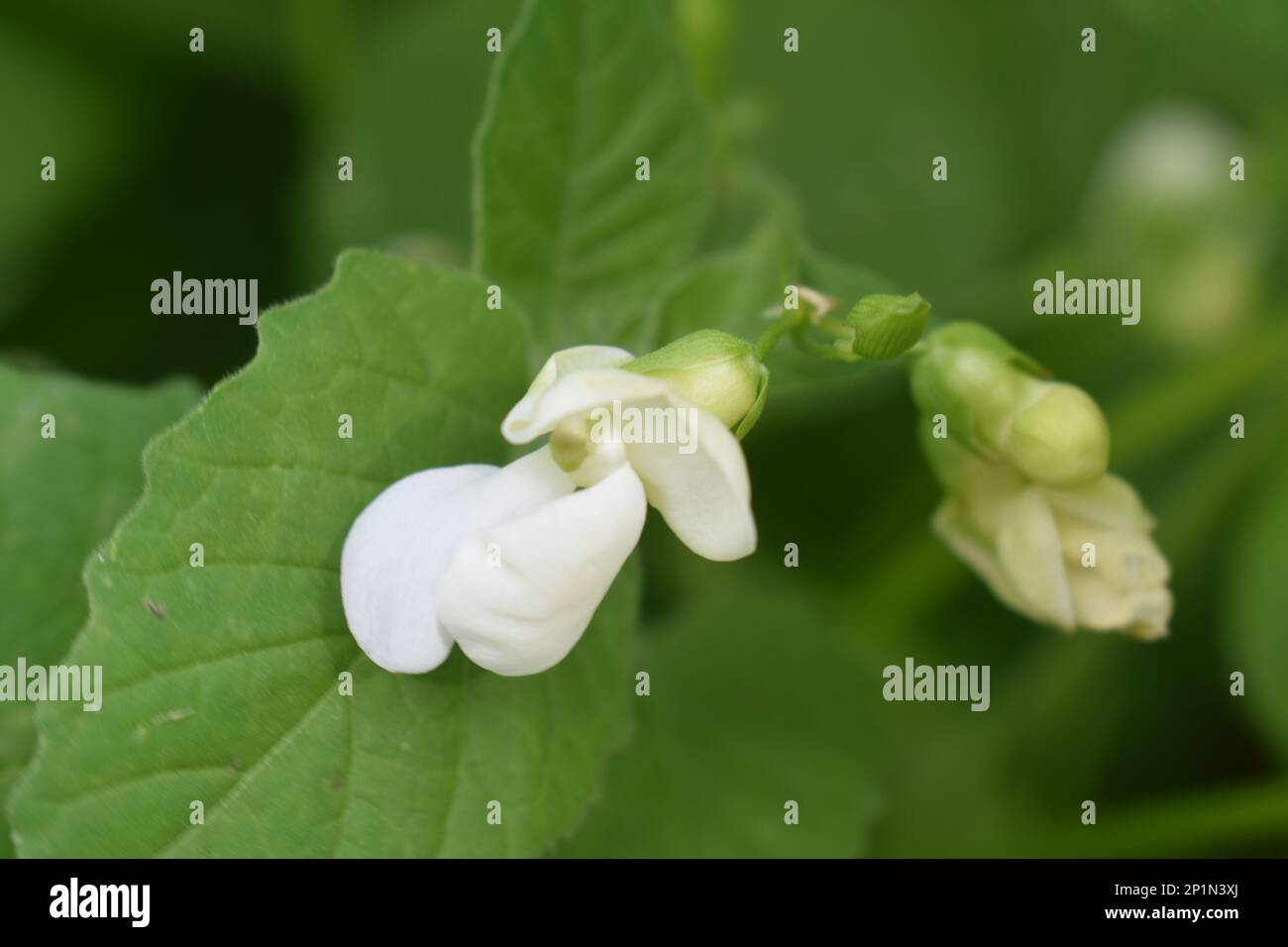 White blooms on a green bean plant in rural Missouri, MO, United States, US, USA Stock Photo Alamy
