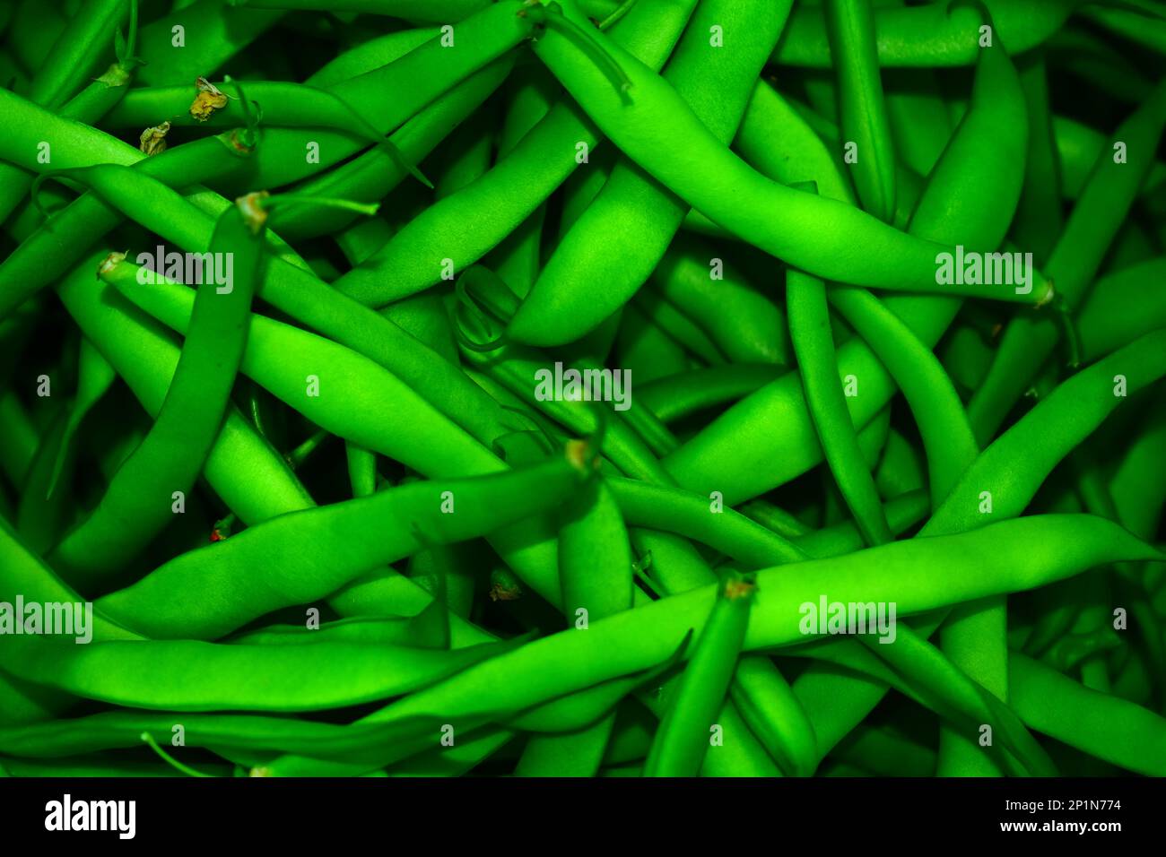 Fresh picked green beans, grown in a garden in rural Missouri, MO, United States, US, USA, ready to be prepared for home canning. Vivid color Stock Photo