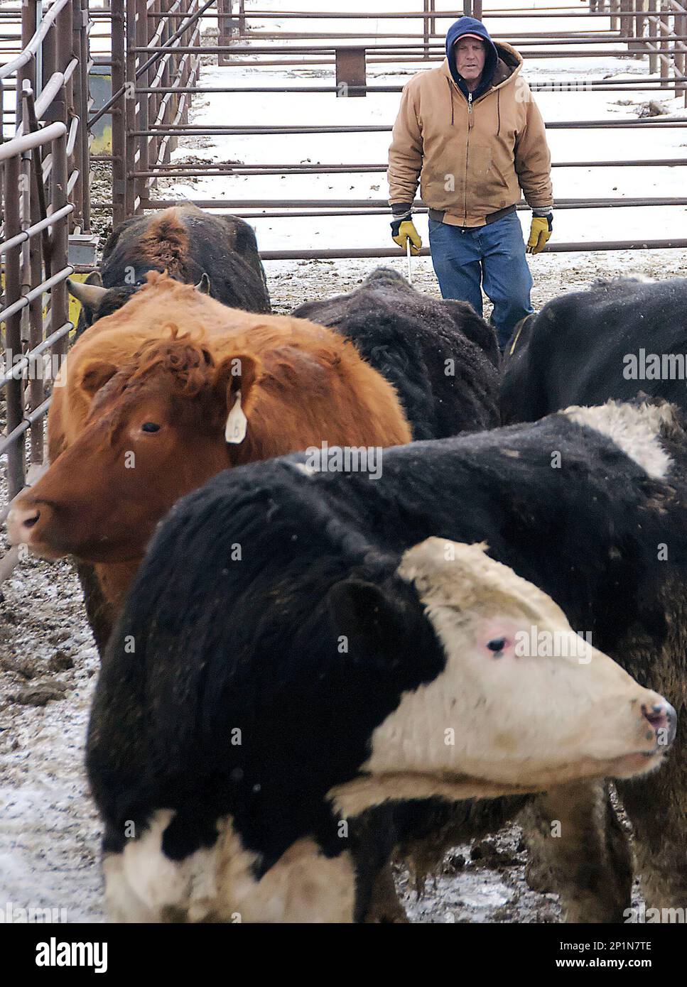 ADVANCE FOR WEEKEND EDITIONS In this Monday, Feb. 22, 2016 photo