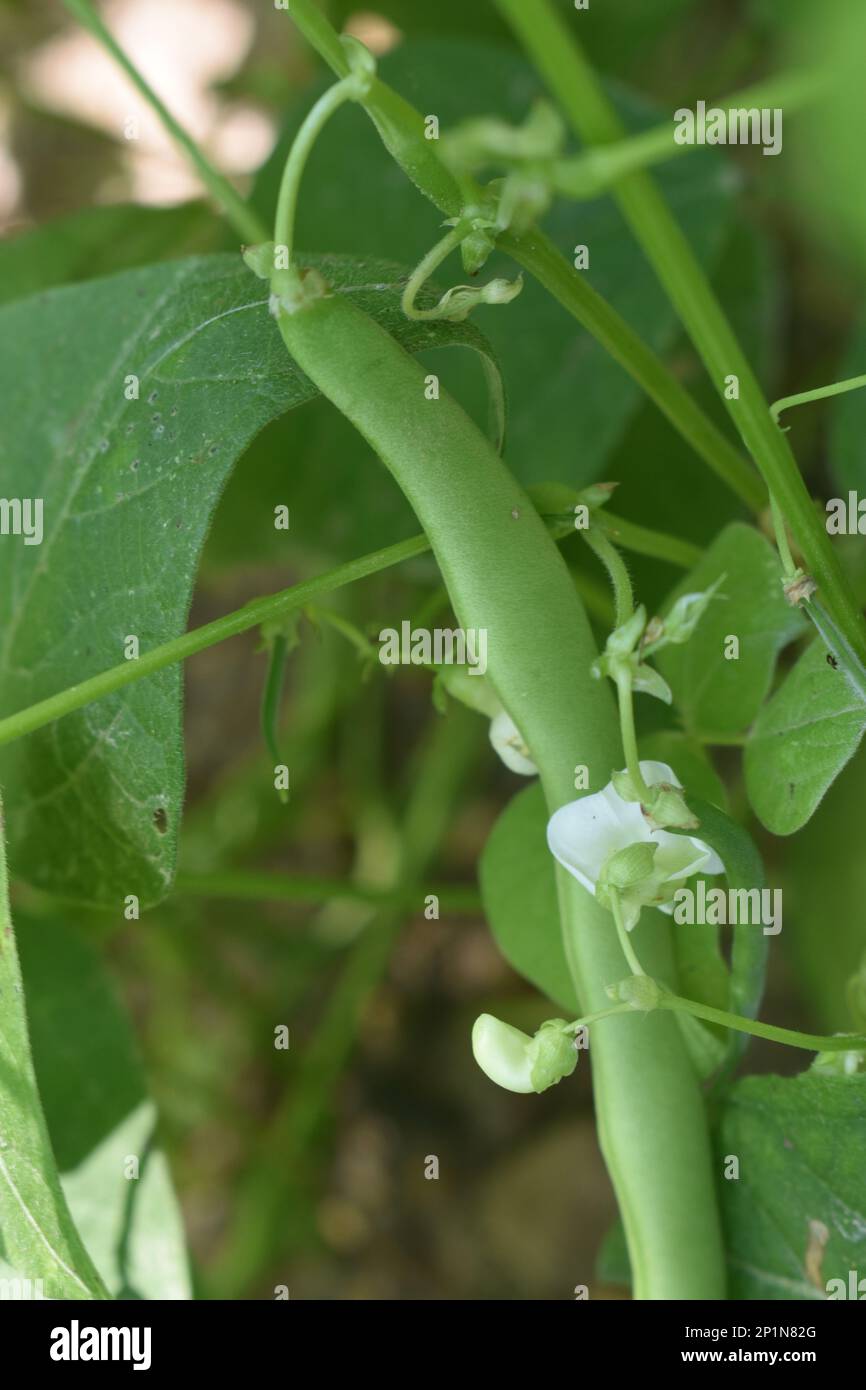 Green beans growing on the plant in a home garden in rural Missouri, MO, United States, US, USA Stock Photo