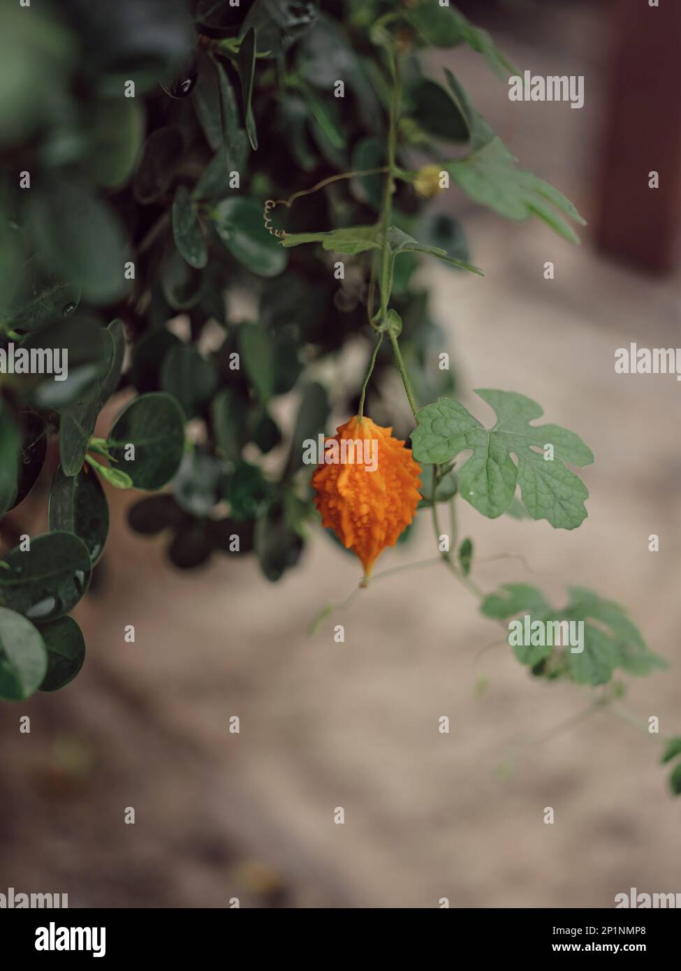Wild Bitter Gourd, Bitter Cucumber,Bitter Gourd Stock Photo Alamy