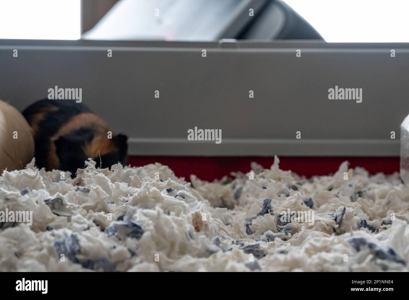 Rabbit hutch bedding hires stock photography and images Alamy