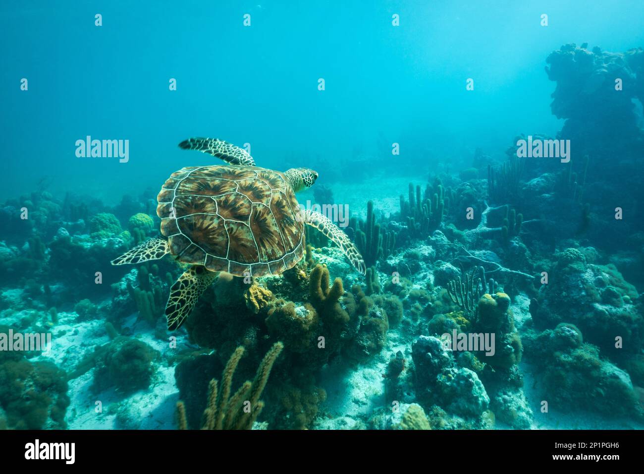 An adult green sea turtle swims over a shallow coral reef and sea grass bed in the turquoise ocean waters of Smith's Reef, Turks and Caicos Islands. Stock Photo