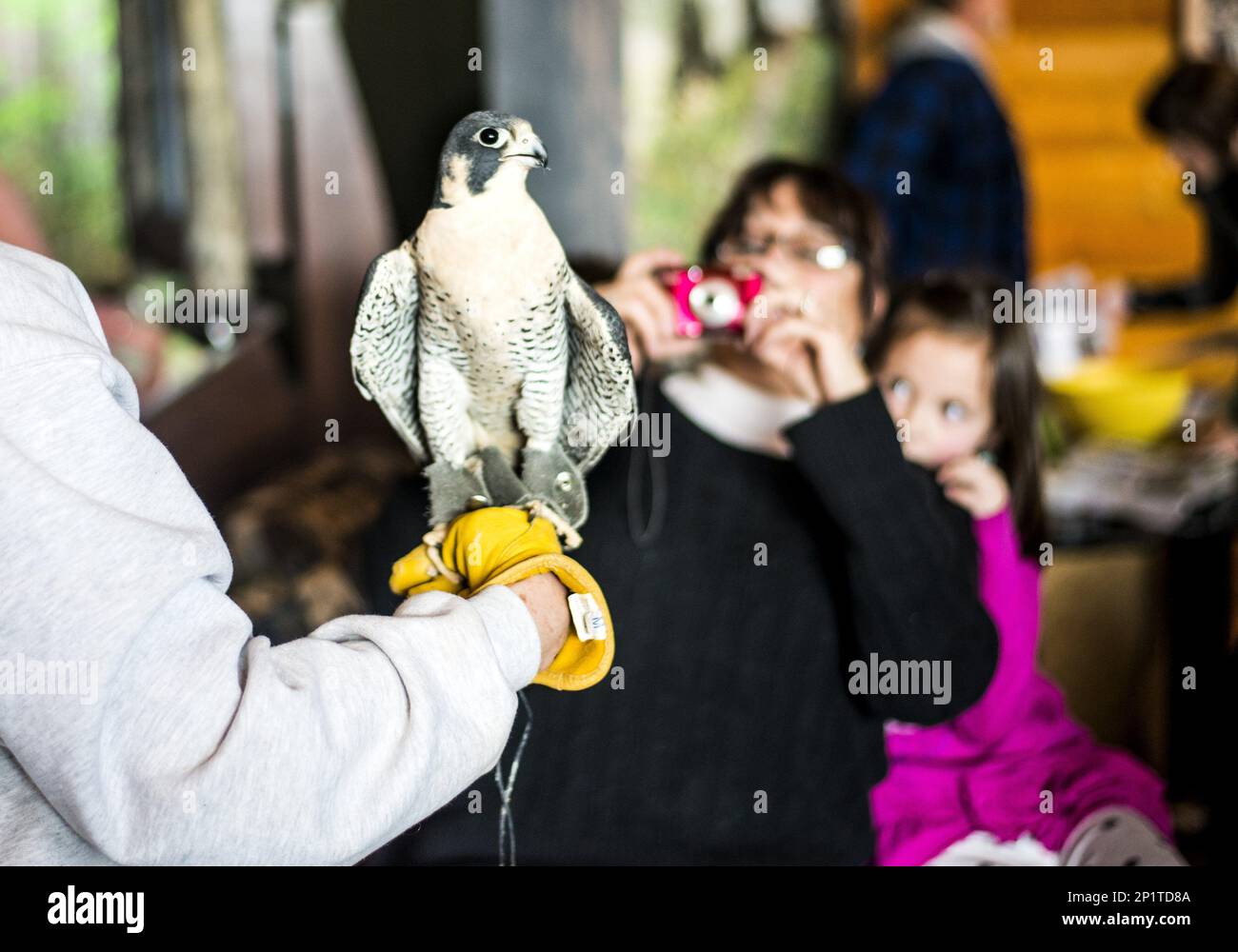 In this photo taken Saturday, Jan. 16, 2016, a male peregrine falcon  perches on Barb Rogers' glove as Kathy Bader, left, and granddaughter  Olivia Mead, 7, of Saginaw Township, look on during