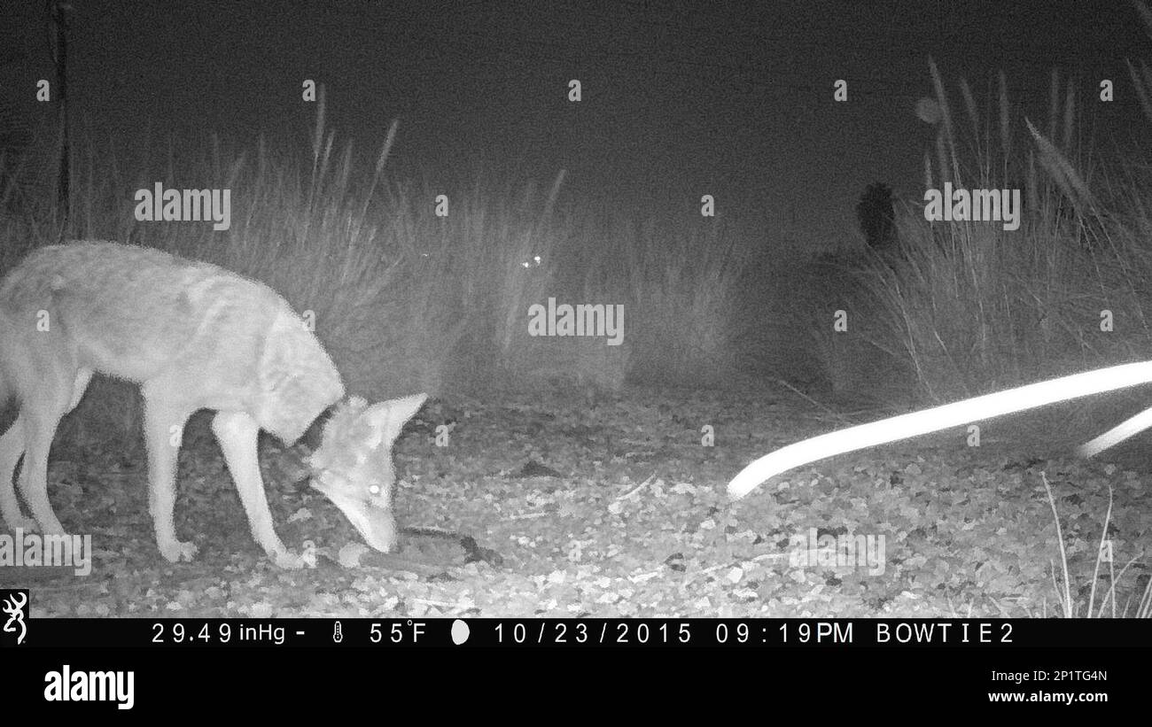 In this Oct. 23, 2015 black and white infrared photo released by the National Park Service shows