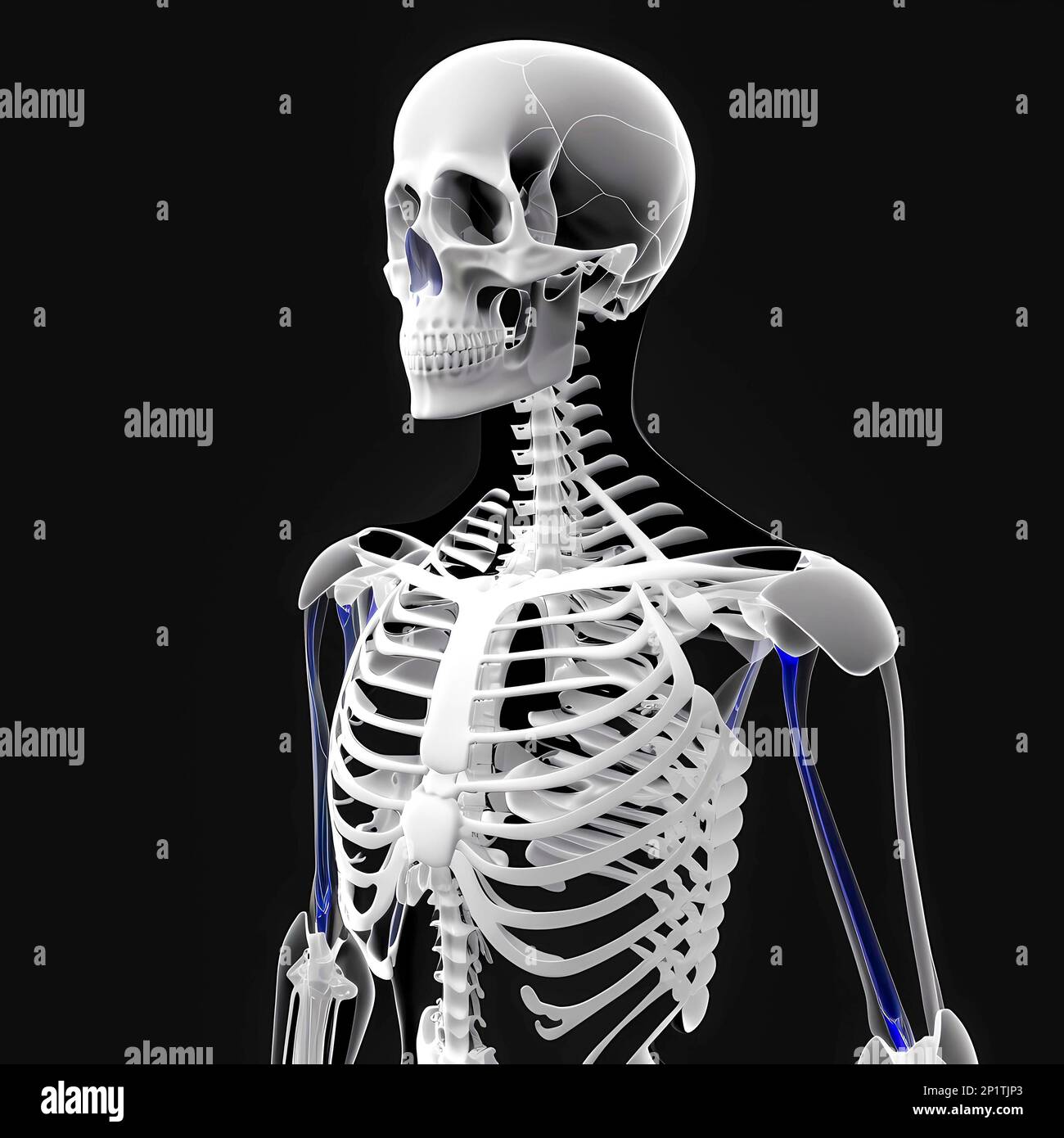 Medical X-ray illustration, Translucent human body with skeleton, AI ...