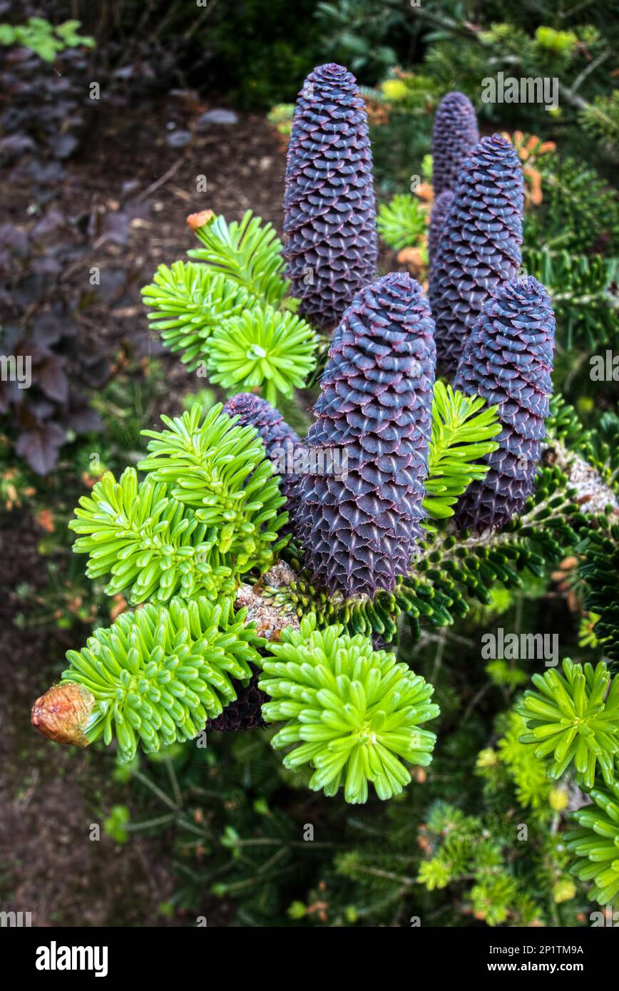 Delavays Fir Tree and Cones in Roath Park Stock Photo