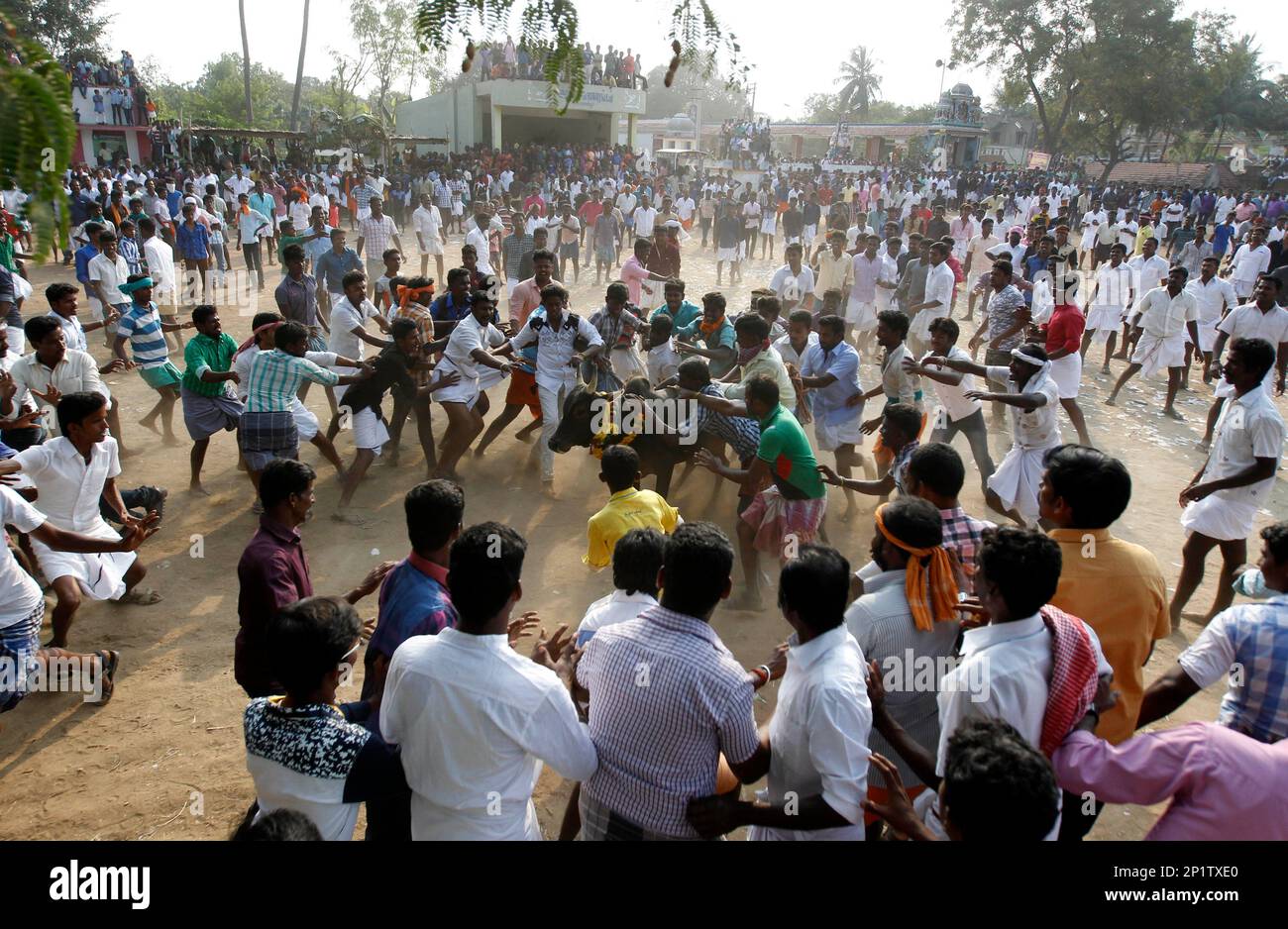 People try to hold on to a bull during Jallikattu, an annual bull ...