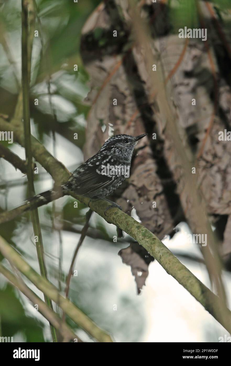Scaled antbird (Drymophila squamata stictocorypha), adult male, sitting on a branch, Atlantic rainforest, Reserva Ecologica de Guapi Assu, Rio de Stock Photo