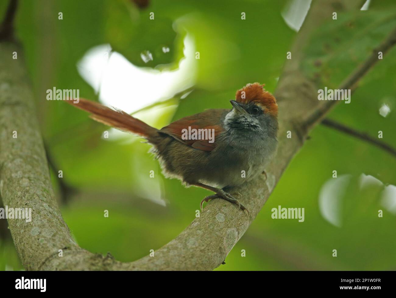Red-capped Spinetail, Red-capped Spinetail, Animals, Birds, Rufous-capped Spinetail (Synallaxis ruficapilla) adult, perched on Atlantic Rainforest Stock Photo