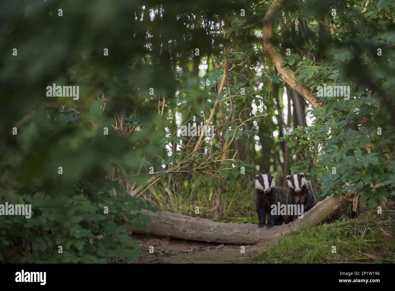 Badger, european badgers (Meles meles), Martens, Predators, Mammals, Animals, Eurasian Badger two adults, standing on fallen branch in coppice Stock Photo