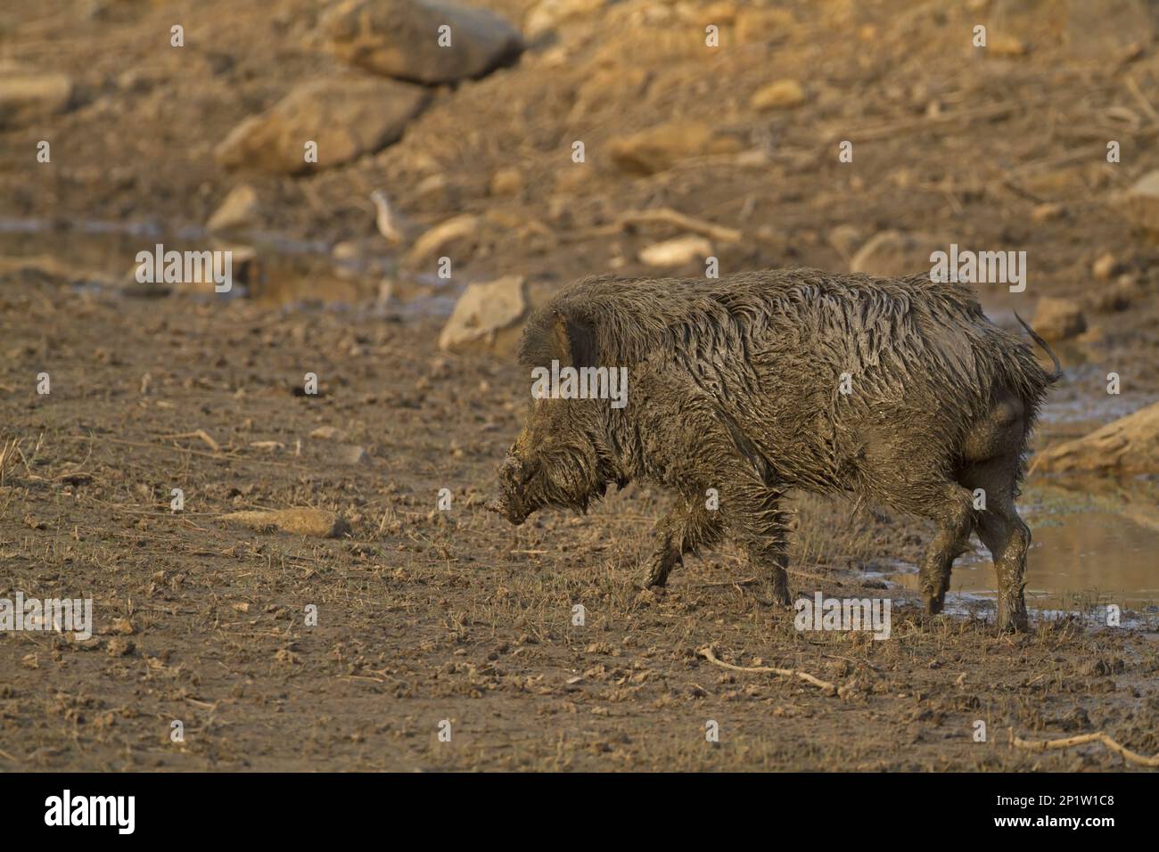 Indian Wild Boar (Sus scrofa cristatus) adult male, muddy after ...