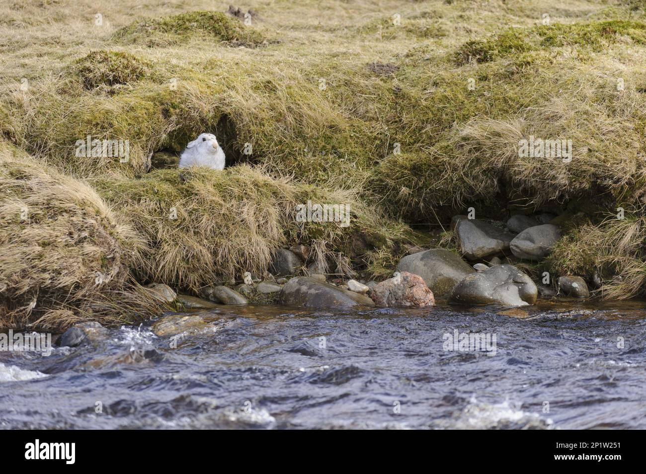 Mountain Hare (Lepus timidus) adult, in winter coat, sitting in form beside river, Alvie Estate, Cairngorms National Park, Highlands, Scotland Stock Photo