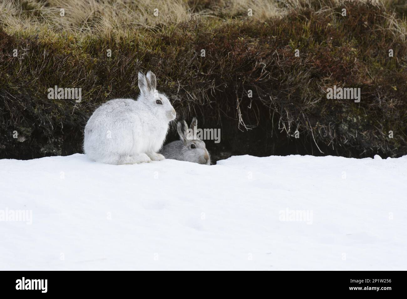 Mountain Hare (Lepus timidus) adult pair, in winter coat, sitting on snow at entrance to form in peat hag, Cairngorms National Park, Grampian Stock Photo