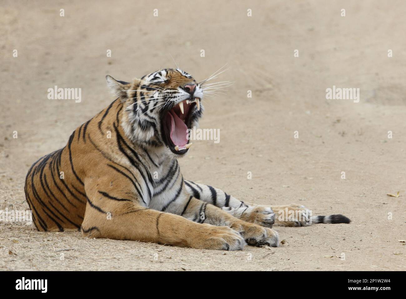 Bengal tiger (Panthera tigris tigris), Royal Bengal tiger, tiger