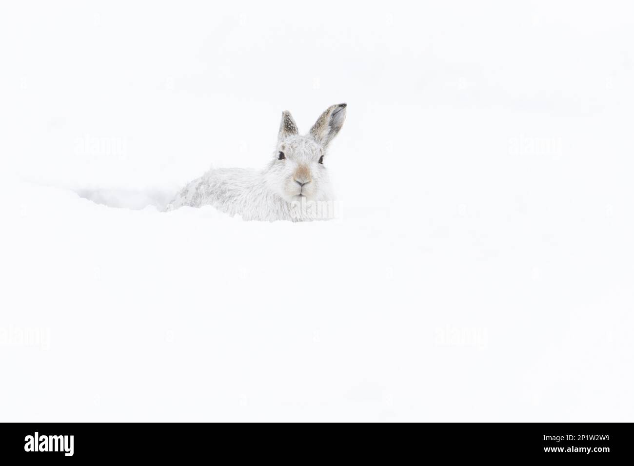 Mountain hare (Lepus timidus) adult, in winter coat, sitting in form on snow-covered slope, Grampian Mountains, Highlands, Scotland, United Kingdom Stock Photo