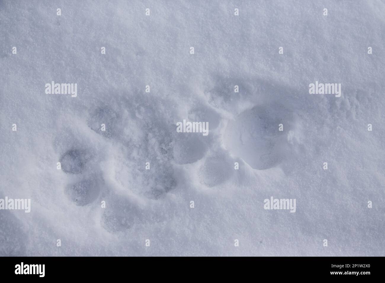Siberian tiger, Siberian tigers (Panthera tigris altaica), Amur tigers